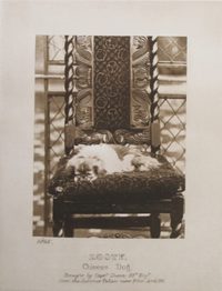 Looty 1895 Looty 1895