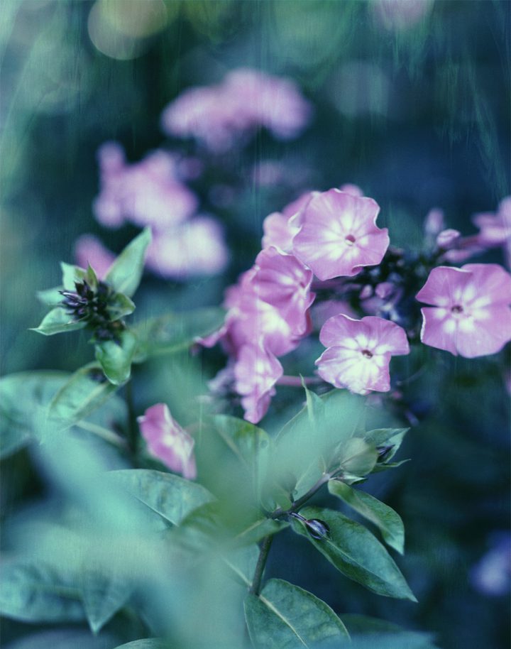 Darren Almond — Civil Dawn@Giverny 6