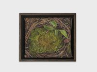 Mountain Moss Mountain Moss