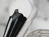 Julie Curtiss Pelican 2025 crop 1