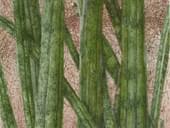 Ellen Altfest | Nature