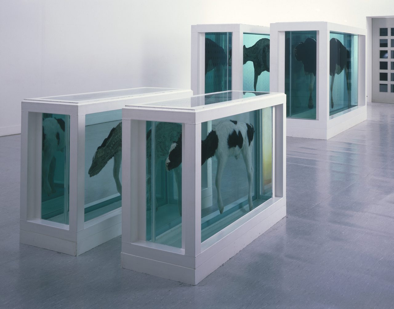 A Thousand Years By Damien Hirst White Cube a-thousand-years-by-damien-hirst-white-cube